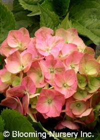 Hydrangea macrophylla 'Paris'